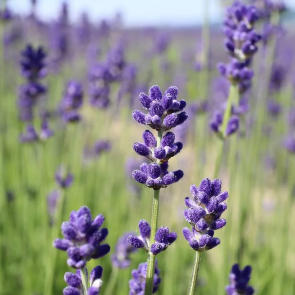 Flavor Life Pure Natural Kamifurano Lavender Essential Oil 3ml - Image 3