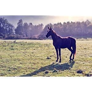 Kumano Yushi Horse Oil Conditioner for Dry & Damaged Hair 600ml - Image 3